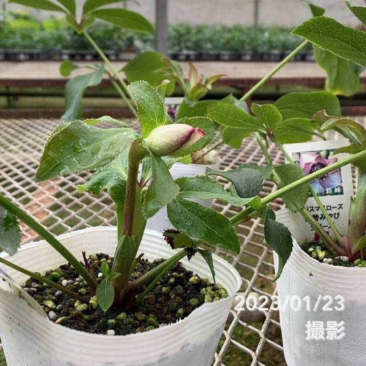 つぼみ付き＞クリスマスローズ 3.5号 鈴峰（すずみね）｜山野01-D1