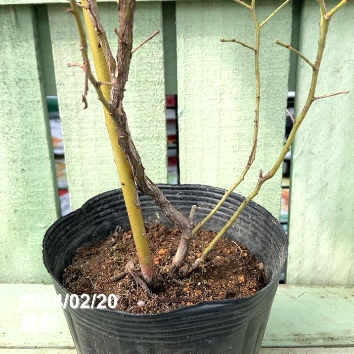 予約】ハイブリッドブルーベリー ピンクレモネード 4.5号（挿木苗