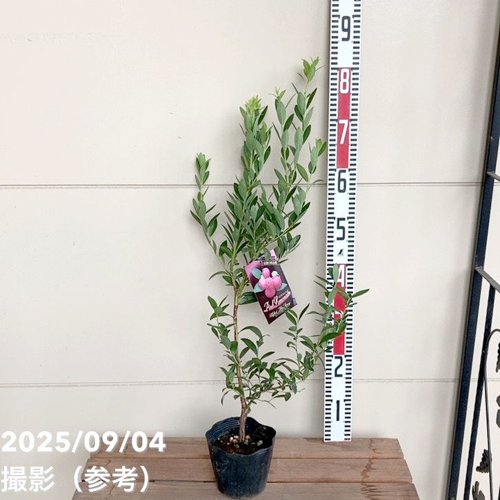 ブルーベリー苗　ピンクレモネード　30本セット ブルーベリー ハイブリッド系 ピンクレモネード 苗 おすすめ 苗木部