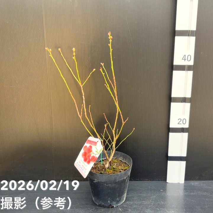 ハイブリッドブルーベリー ピンクレモネード 4.5号（挿木苗）｜果樹10