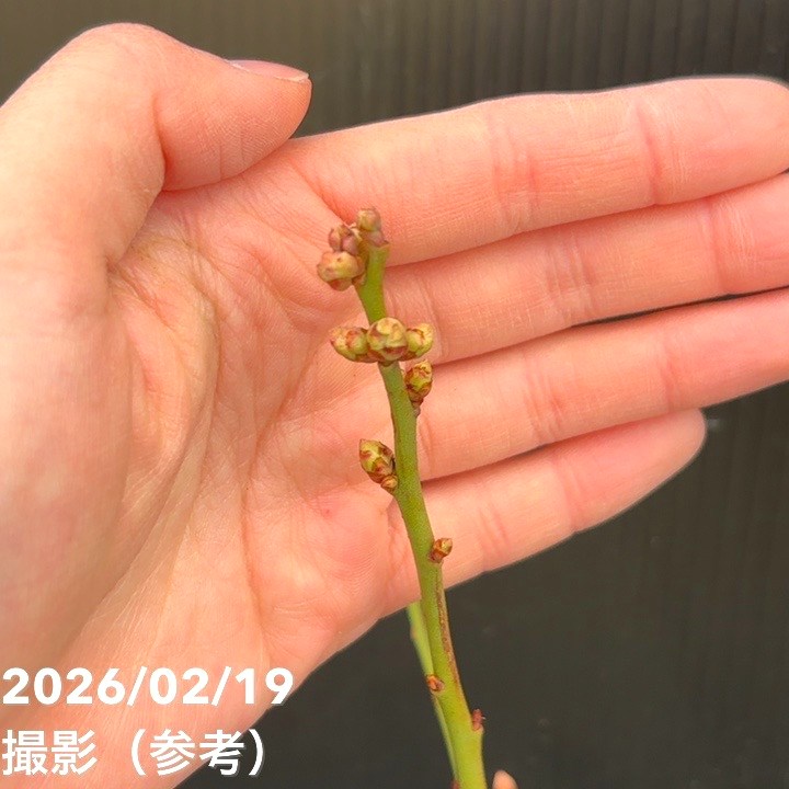 ハイブリッドブルーベリー ピンクレモネード 4.5号（挿木苗）｜果樹10