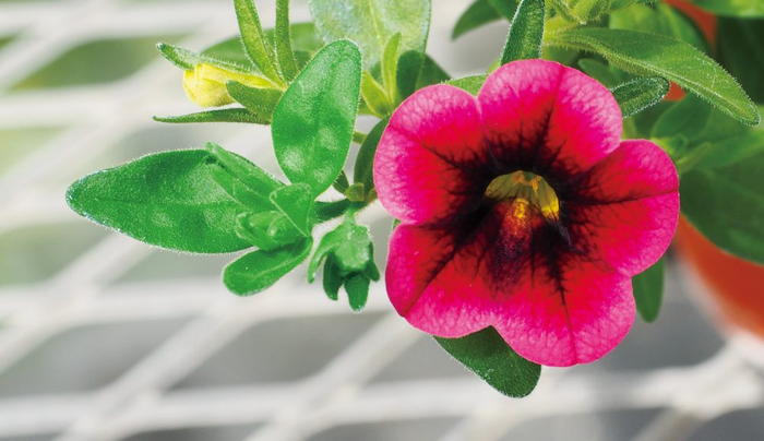 PW スーパーベル ストロベリーニ 3.5号×3株セット｜草花04-PA | 草花