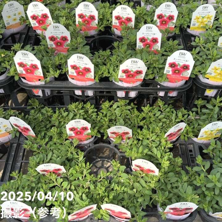 PW スーパーベル ストロベリーニ 3.5号×3株セット｜草花04-PA | 草花