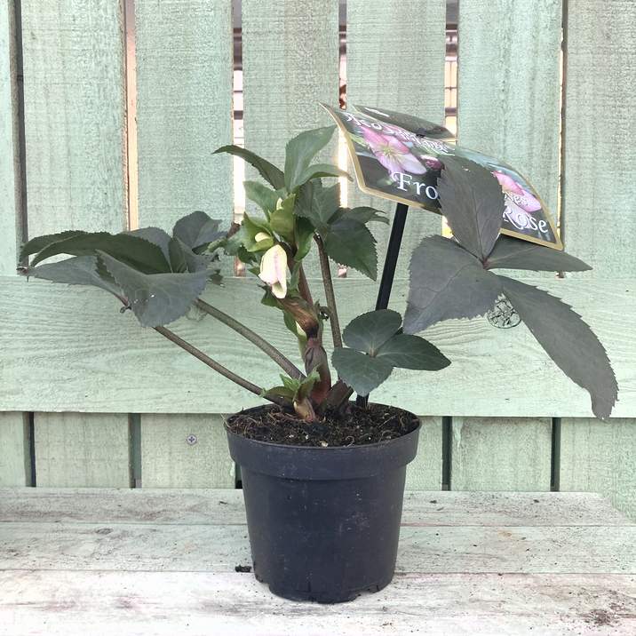 クリスマスローズ 氷の薔薇 4.5号 フロステッドローズ｜山野04-PA