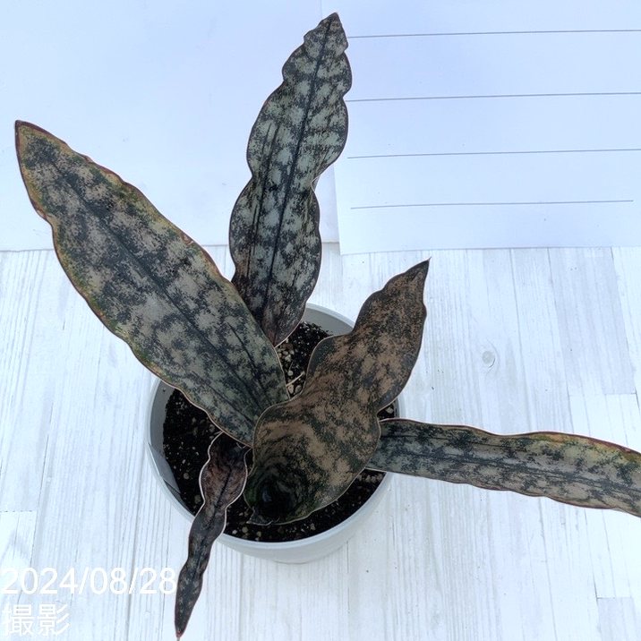 期間限定10％OFF！】【現品お届け】サンスベリア 5号 コパトーン 白