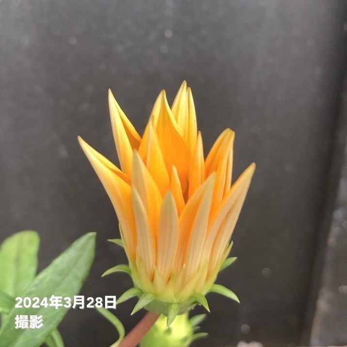 PW ガザニア ビースト カナリアスマイル 3.5号×3株セット PVP｜草花04