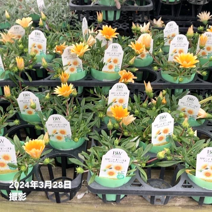 カナリアさん　取り置き品 カナリアさん取り置き品