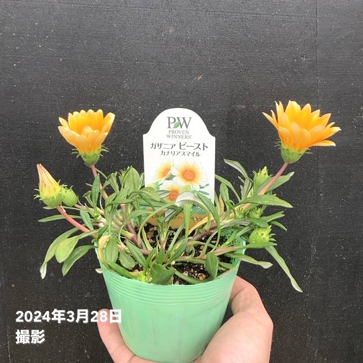 PW ガザニア ビースト カナリアスマイル 3.5号×3株セット PVP｜草花04