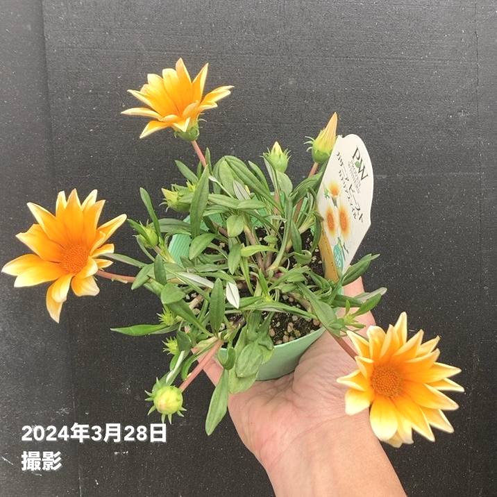 PW ガザニア ビースト カナリアスマイル 3.5号×3株セット PVP｜草花04