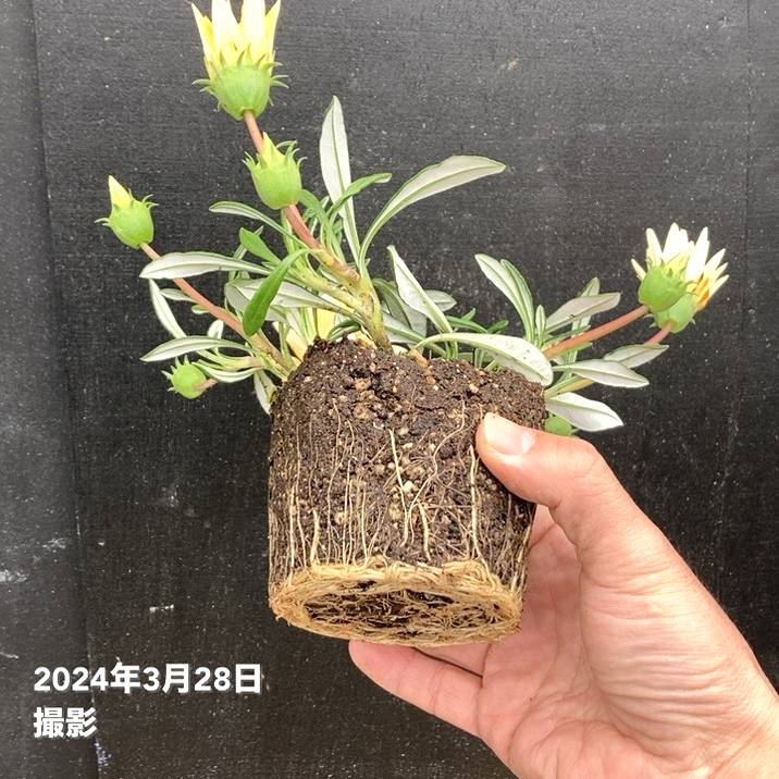 PW ガザニア ビースト カナリアスマイル 3.5号×3株セット PVP｜草花04