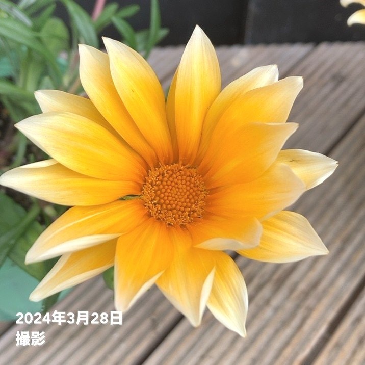 PW ガザニア ビースト カナリアスマイル 3.5号×3株セット PVP｜草花04