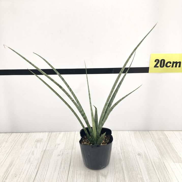 サンスベリア 3号 Wicha gold 生産鉢仕様｜観葉02-D2 | 観葉・多肉