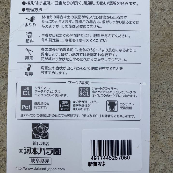 バラ新苗 マハネ 4号 Delbard デルバール｜花木04-PA | 花木・庭木