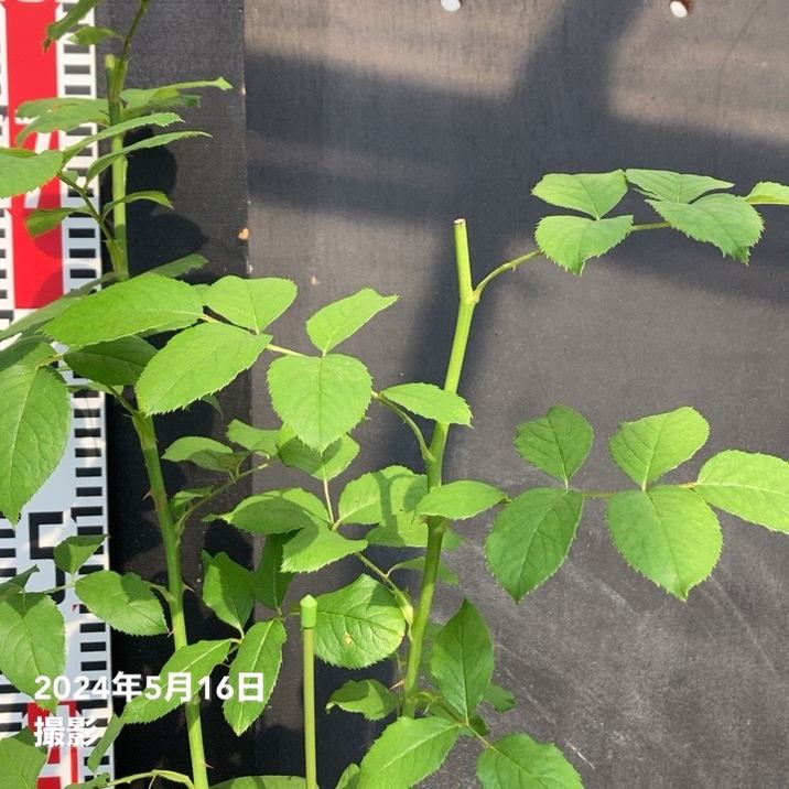 バラ新苗 マハネ 4号 Delbard デルバール｜花木04-PA | 花木・庭木