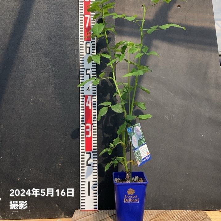 バラ新苗 マハネ 4号 Delbard デルバール｜花木04-PA | 花木・庭木