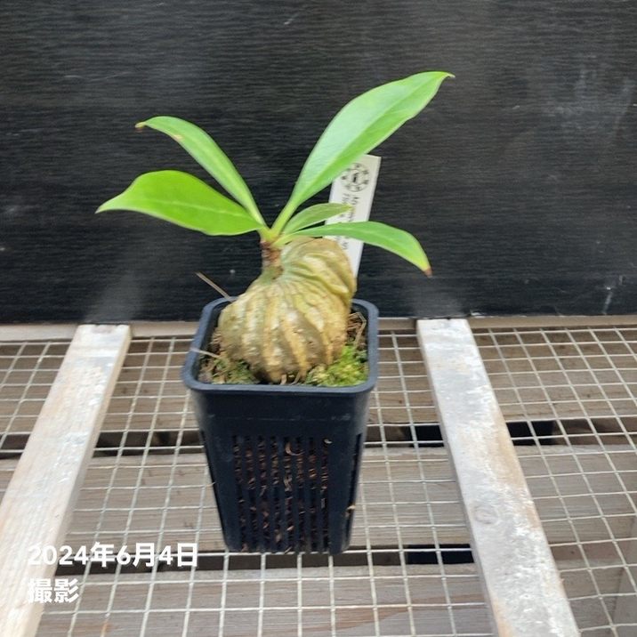 現品お届け】アリ植物 ミルメコディア Myrmecodia sp.（hairy alveoli