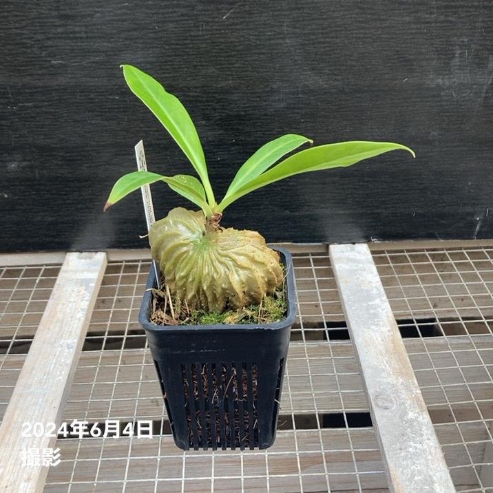 現品お届け】アリ植物 ミルメコディア Myrmecodia sp.（hairy