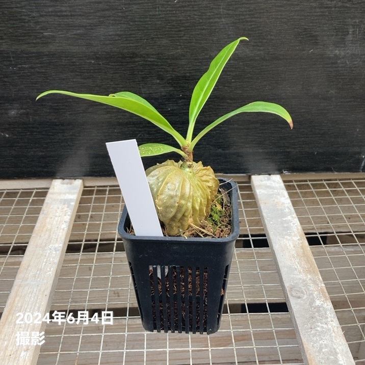 現品お届け】アリ植物 ミルメコディア Myrmecodia sp.（hairy alveoli