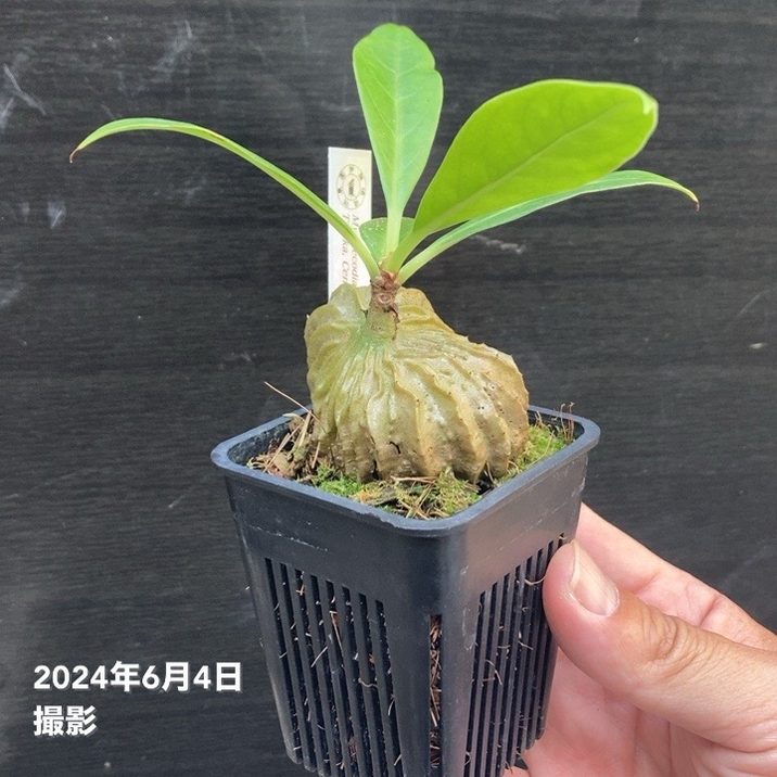 現品お届け】アリ植物 ミルメコディア Myrmecodia sp.（hairy alveoli