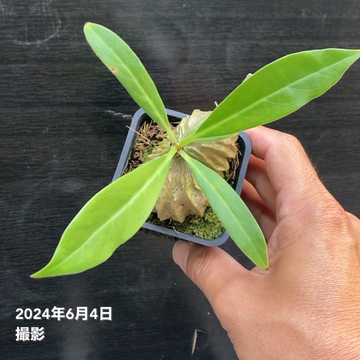 現品お届け】アリ植物 ミルメコディア Myrmecodia sp.（hairy alveoli