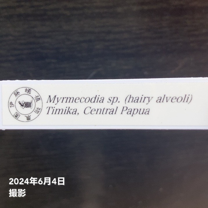 【現品お届け】アリ植物 ミルメコディア Myrmecodia sp.(hairy alveoli)Timika, Central Papua 2.5号(Ari9)|観葉04-PA