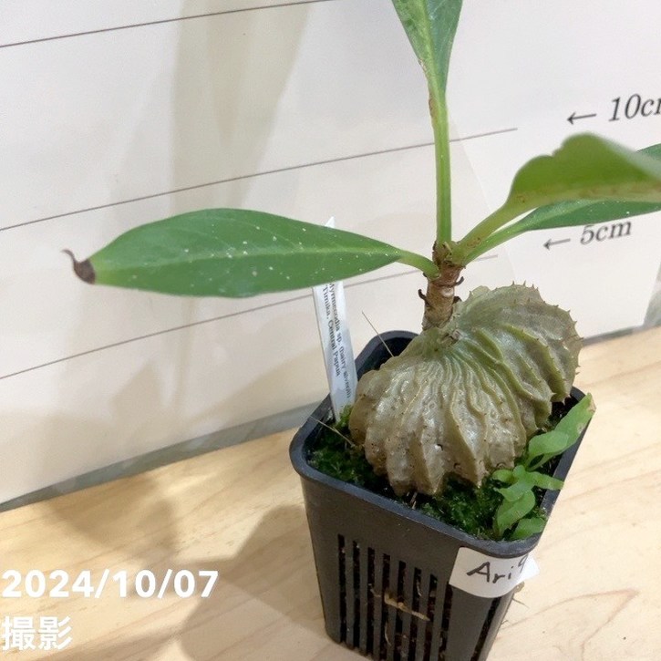 現品お届け】アリ植物 ミルメコディア Myrmecodia sp.（hairy alveoli