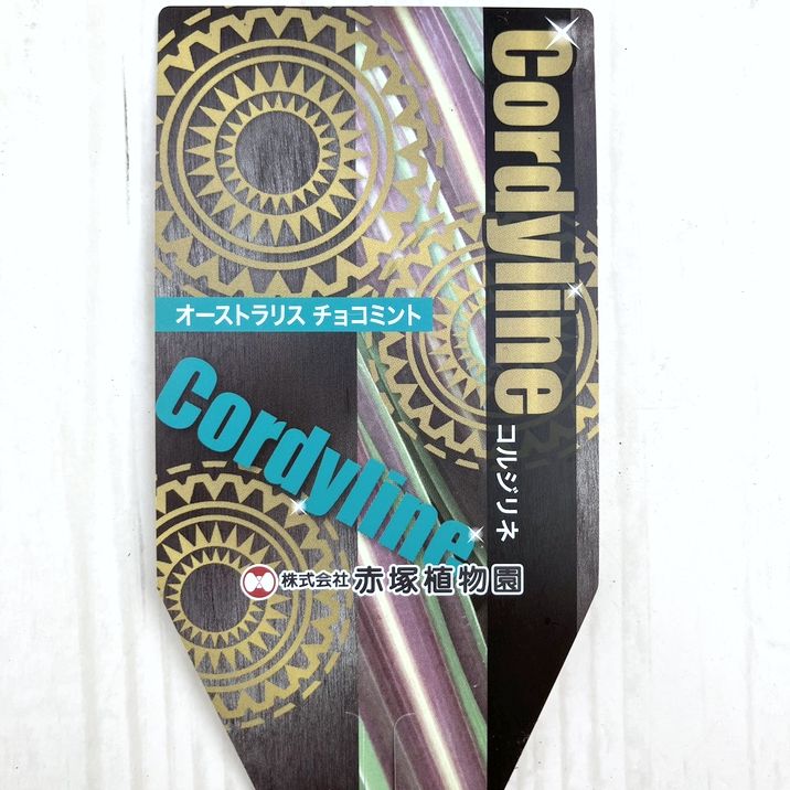 まとめ買い！】コルジリネ 3.5号 オーストラリス チョコミント 20鉢