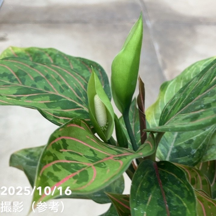 アグラオネマ レッドアーミー 3.5号｜観葉10-TU | 観葉・多肉