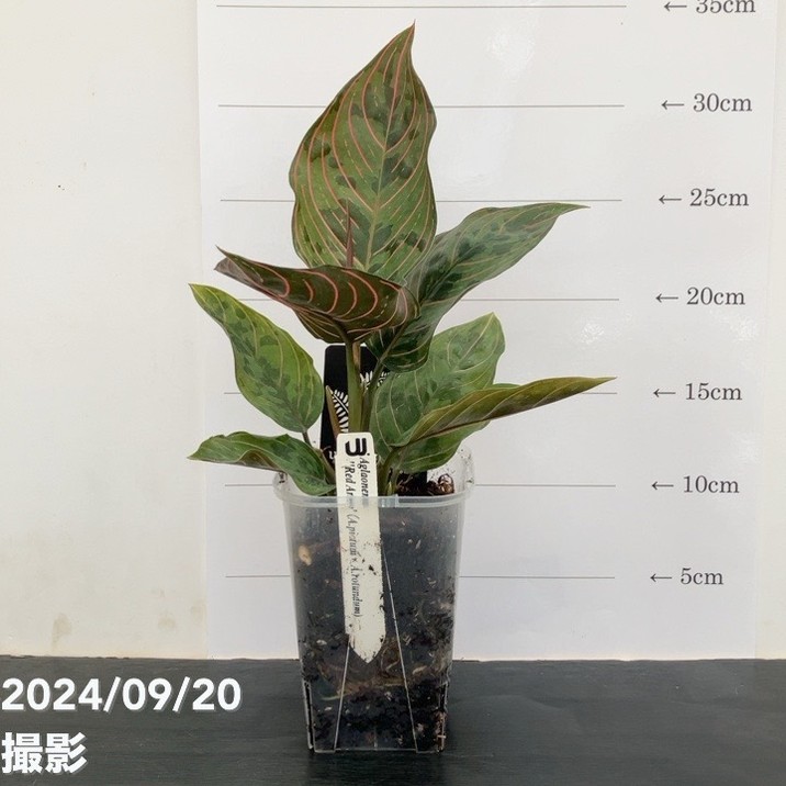 アグラオネマ レッドアーミー 3.5号｜観葉10-TU | 観葉・多肉