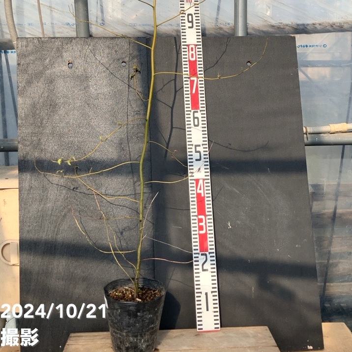 クロモジ 5号｜s200｜花木04-PA | 花木・庭木 | 赤塚植物園オンライン