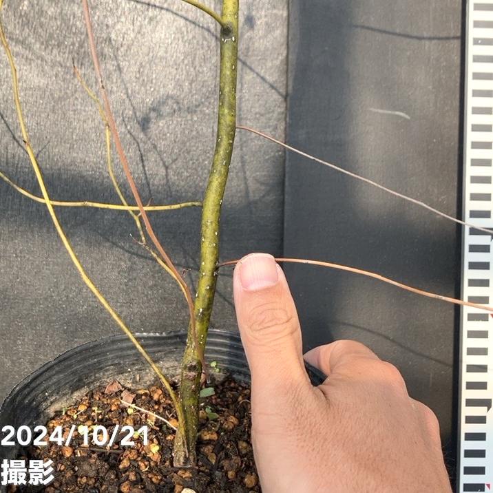 クロモジ 5号｜s200｜花木04-PA | 花木・庭木 | 赤塚植物園オンライン