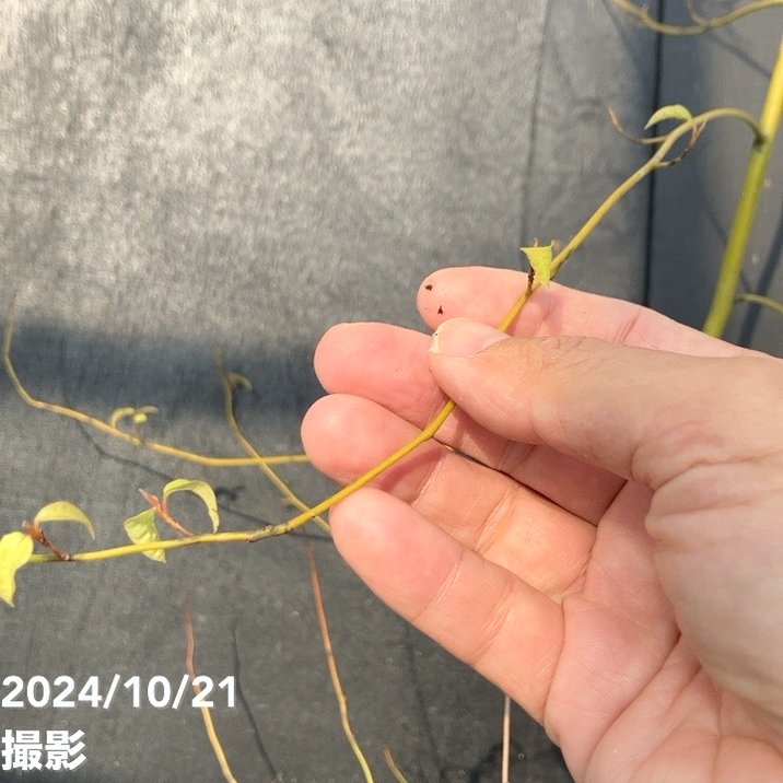 クロモジ 5号｜s200｜花木04-PA | 花木・庭木 | 赤塚植物園オンライン