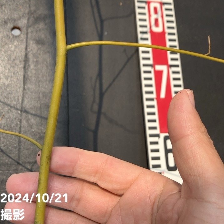 クロモジ 5号｜s200｜花木04-PA | 花木・庭木 | 赤塚植物園オンライン