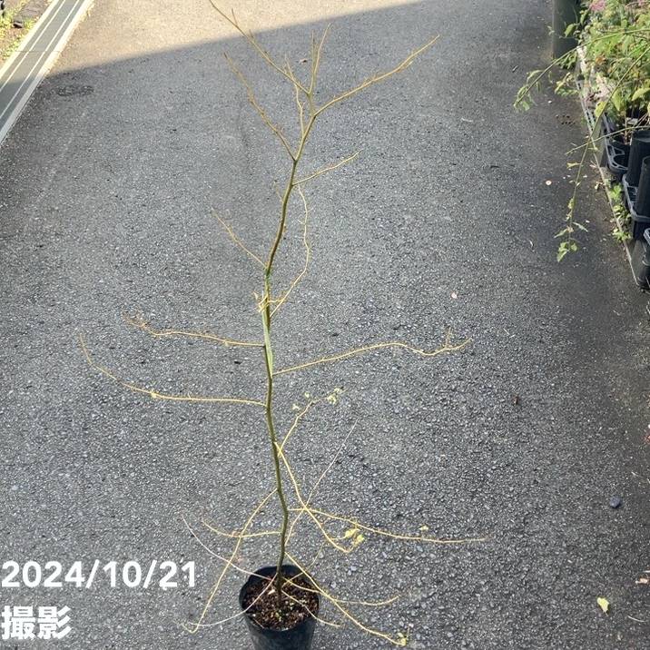 クロモジ 5号｜s200｜花木04-PA | 花木・庭木 | 赤塚植物園オンライン