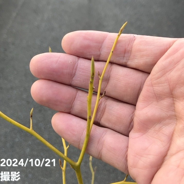 クロモジ 5号｜s200｜花木04-PA | 花木・庭木 | 赤塚植物園オンライン