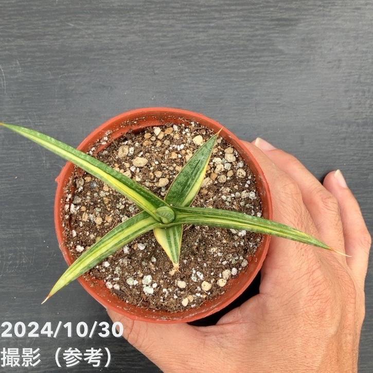 現品お届け】サンスベリア 3号 バリースター 斑入り（S110）｜観葉02