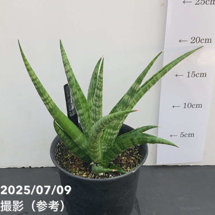 【現品お届け】サンスベリア 4号 アンヤマニークロー Unyamanee Claw(S130)|観葉02-D2