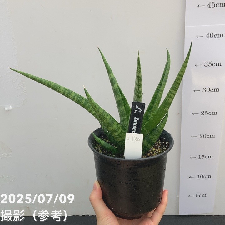 【現品お届け】サンスベリア 4号 アンヤマニークロー Unyamanee Claw(S130)|観葉02-D2