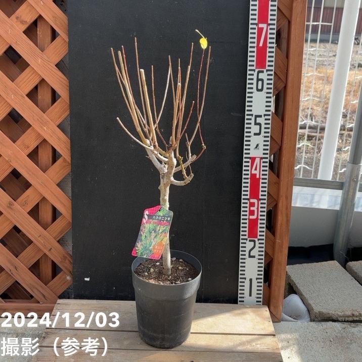 斑入りヤナギ ハクロニシキ 4.5号｜花木04-PA | 花木・庭木 | 赤塚