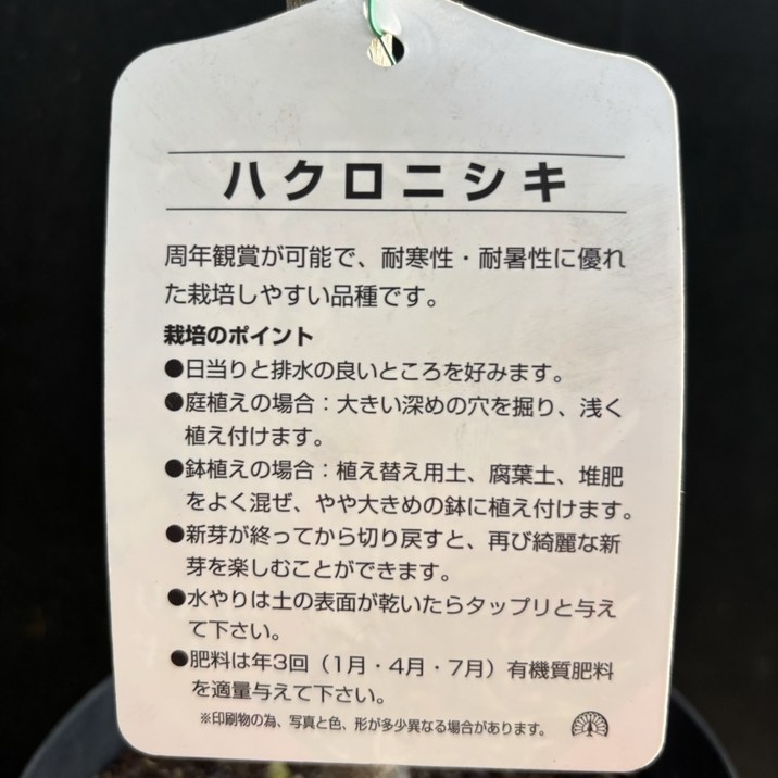 斑入りヤナギ ハクロニシキ 4.5号｜花木04-PA | 花木・庭木 | 赤塚