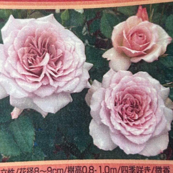 バラ大苗 結び 7号 京阪園芸｜花木04-PA | 花木・庭木,バラ