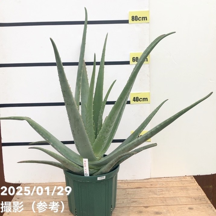 現品お届け】アロエ ベラ 8号スリット鉢（1）｜観葉10-TU | 観葉・多肉