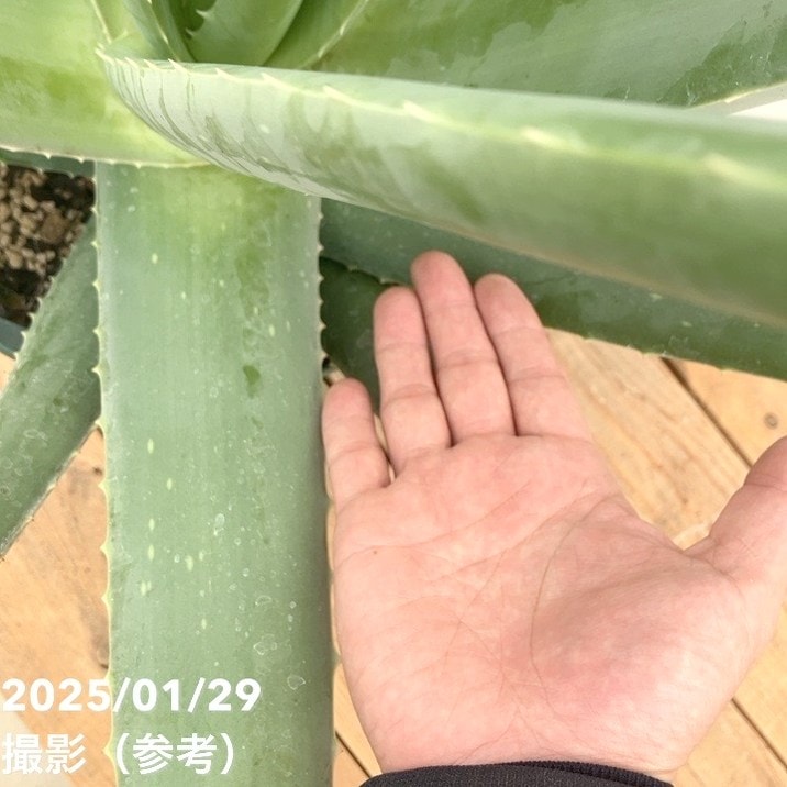 現品お届け】アロエ ベラ 8号スリット鉢（1）｜観葉10-TU | 観葉・多肉