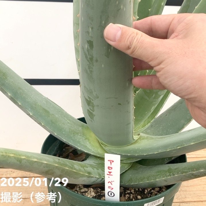 アロエ　ヘラクレス　6寸ポット アロエ ヘラクレス 6寸ポット アロエ ヘラクレス 6寸ポット