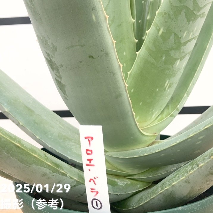 現品お届け】アロエ ベラ 8号スリット鉢（1）｜観葉10-TU | 観葉・多肉