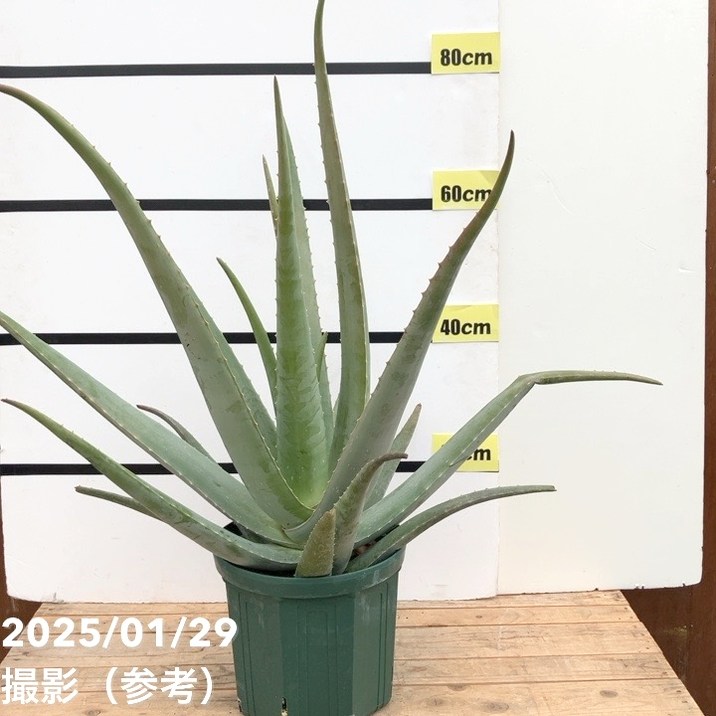 現品お届け】アロエ ベラ 8号スリット鉢（1）｜観葉10-TU | 観葉