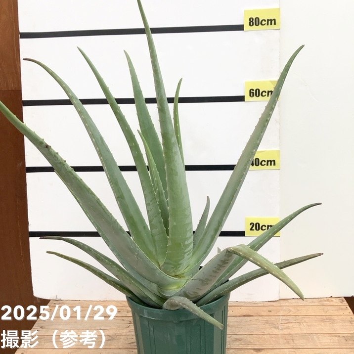 現品お届け】アロエ ベラ 8号スリット鉢（1）｜観葉10-TU | 観葉・多肉