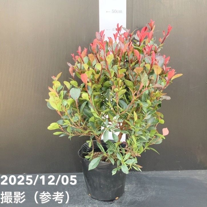 ベニカナメモチ リトルフェンナ 5号|花木10-TU