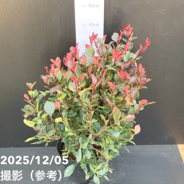 ベニカナメモチ リトルフェンナ 5号｜花木10-TU | 花木・庭木 | 赤塚