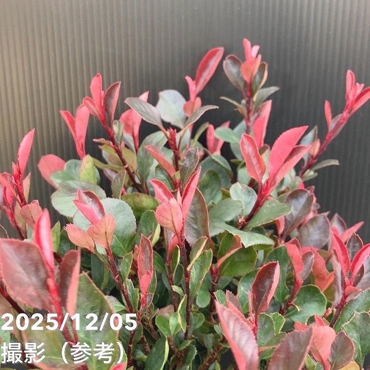 ベニカナメモチ リトルフェンナ 5号|花木10-TU